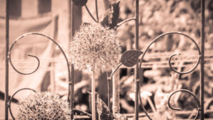 Sepia photograph of a round flower head framed by decorative ironwork.