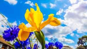 Yellow iris rising above blue flowers against a bright blue sky.