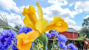 Yellow iris among blue flowers beneath a cloudy summer sky.