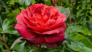 Deep red rose in full bloom surrounded by green leaves.