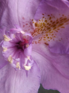 Close-up of a purple flower showing speckled petals and pale stamens.