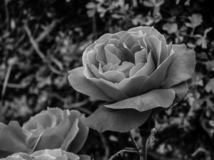Black-and-white close-up of a rose in bloom against garden foliage.
