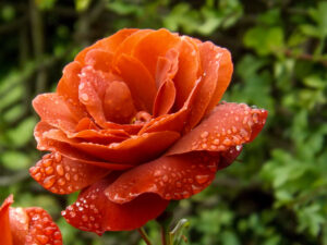Orange rose with water droplets on its petals against green foliage.