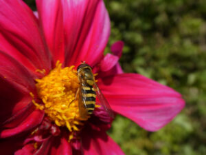 Hoverfly on the yellow centre of a vivid pink flower.
