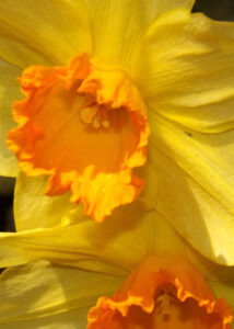 Yellow daffodil with an orange-edged trumpet.