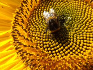 Bumblebee on the spiralling centre of a yellow sunflower.