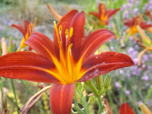 Orange-red daylily with a bright yellow throat.