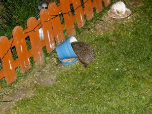 Photos of hedgehogs the visit my garden in church fenton